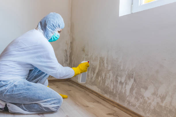 Licensed Mold Remediation service in Balm, FL - WQB Mold Removal